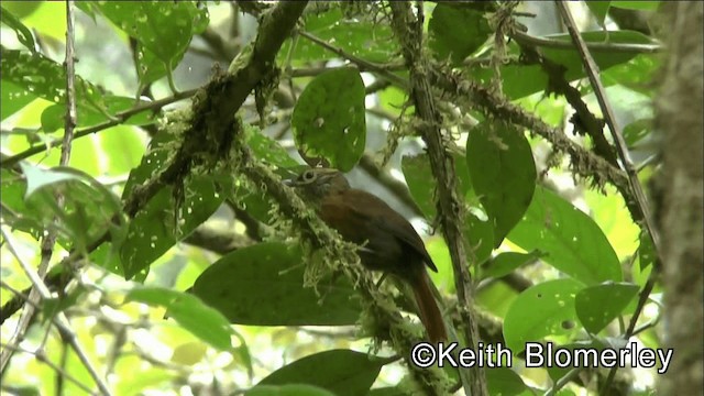 Scaly-throated Foliage-gleaner (Spot-breasted) - ML201036571