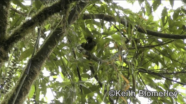 Cotinga jucunda - ML201036581