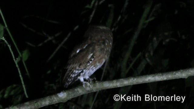 Santa Marta Screech-Owl - ML201036631