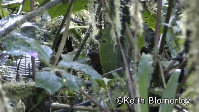 Ocellated Tapaculo - ML201036671