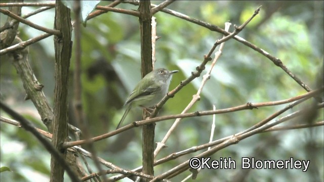 Pale-eyed Pygmy-Tyrant - ML201036741