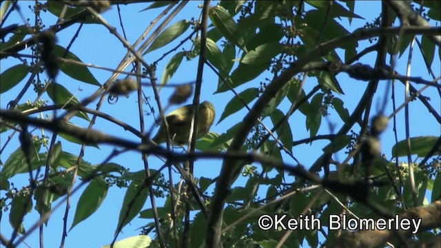 Golden-fronted Greenlet - ML201036761