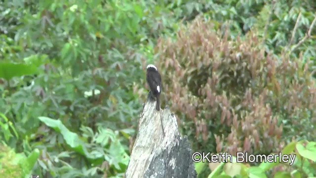 Long-tailed Tyrant - ML201036781