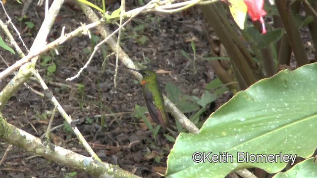 Rotbrust-Brillantkolibri - ML201036851