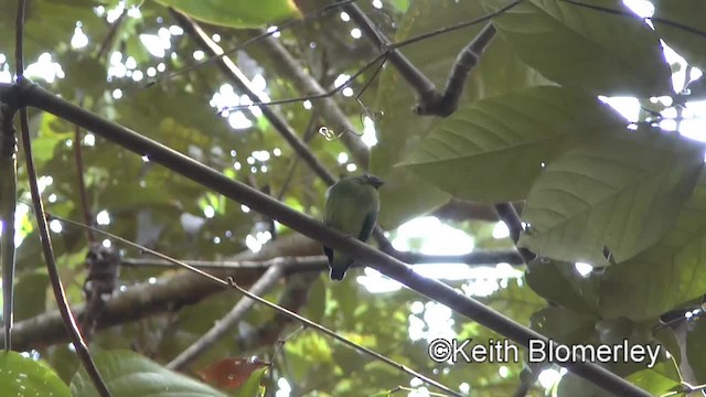 Mavi Tepeli Manakin - ML201036881