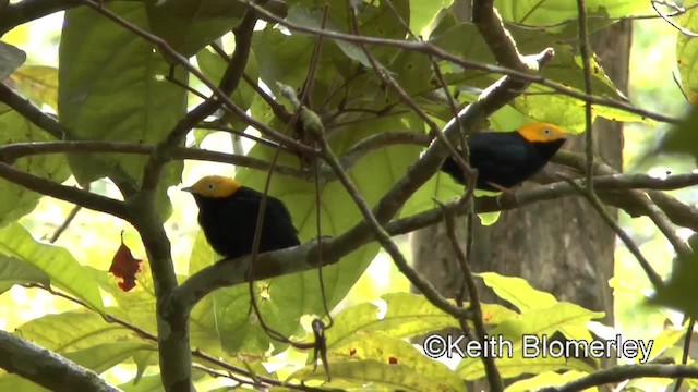 Golden-headed Manakin - ML201036891