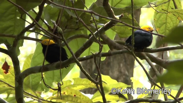 Golden-headed Manakin - ML201036901