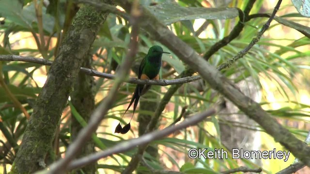 Colibrí de Raquetas Peruano - ML201036971