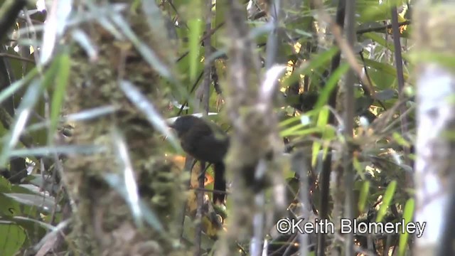 Uniform Antshrike - ML201037011