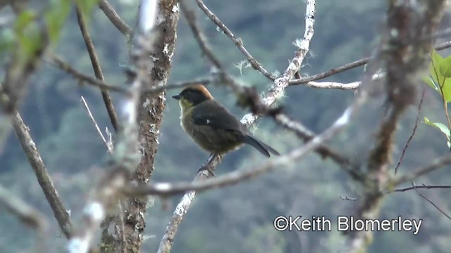 Yellow-breasted Brushfinch (Yellow-breasted) - ML201037071