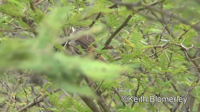 Chinchipe Spinetail - ML201037171