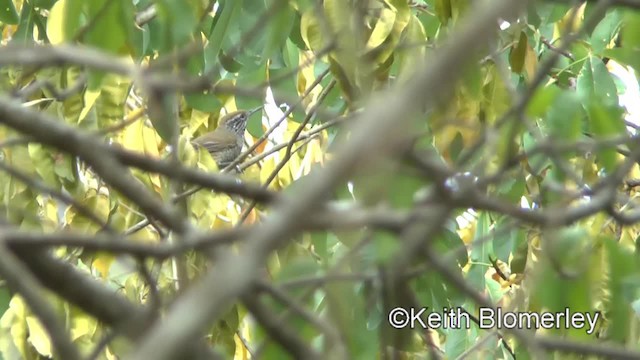 Speckle-breasted Wren (Marañon) - ML201037191