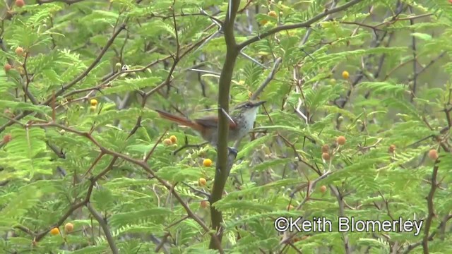 Chinchipe Spinetail - ML201037211