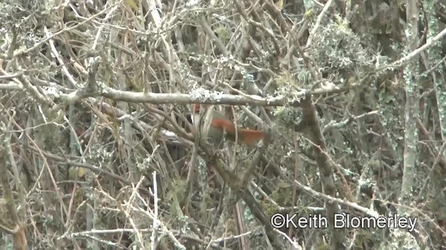 Line-cheeked Spinetail (Line-cheeked) - ML201037231