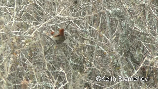 ホオスジカマドドリ（antisiensis／palamblae） - ML201037241