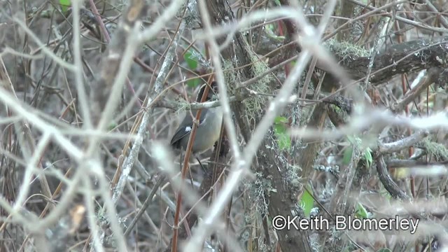 White-winged Brushfinch (White-winged) - ML201037251