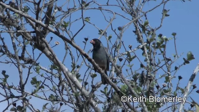 Kara Başlıklı Saltator - ML201037261