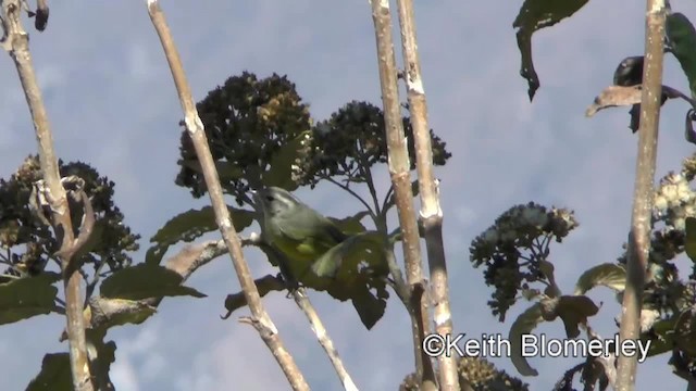 Three-banded Warbler - ML201037271