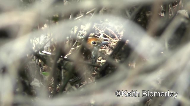 Chestnut-crowned Antpitta - ML201037291