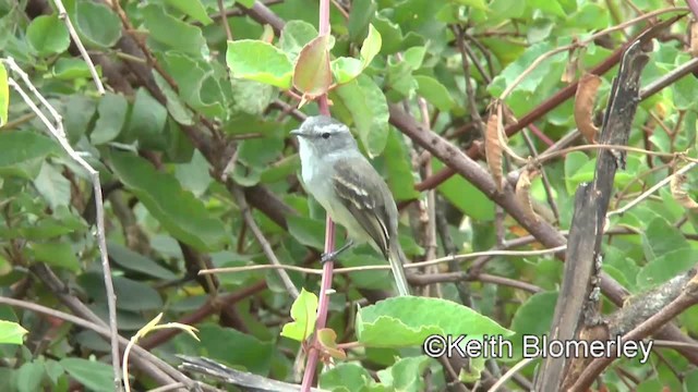 Marañon Tyrannulet - ML201037311