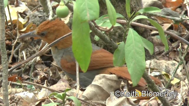 アカズキンカマドドリ - ML201037321