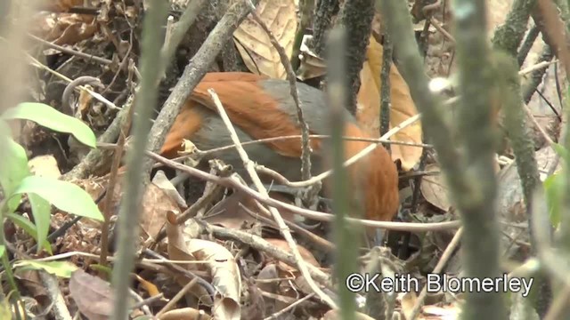 アカズキンカマドドリ - ML201037331