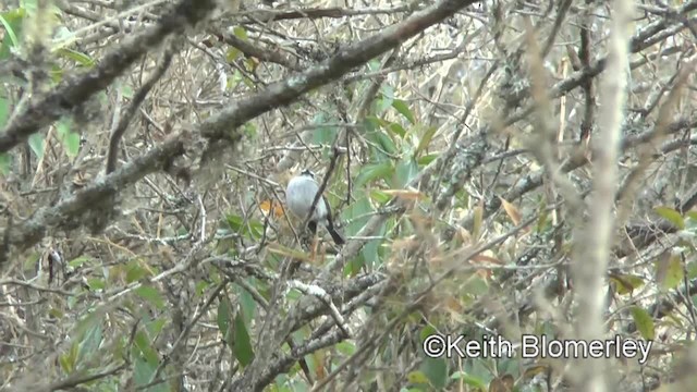 Piura Chat-Tyrant - ML201037361