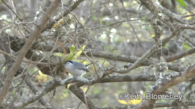 White-browed Gnatcatcher - ML201037371