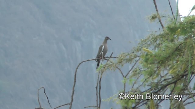 West Peruvian Dove - ML201037391