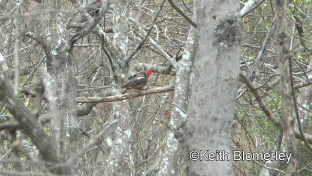 Guayaquil Woodpecker - ML201037431