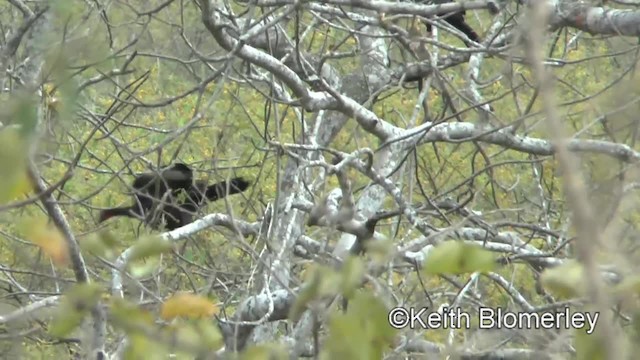 White-winged Guan - ML201037441