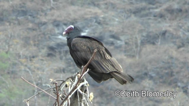 ヒメコンドル（ruficollis） - eBird