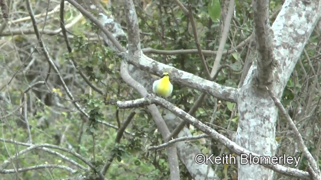 Tumbes Chat-Tyrant - ML201037471