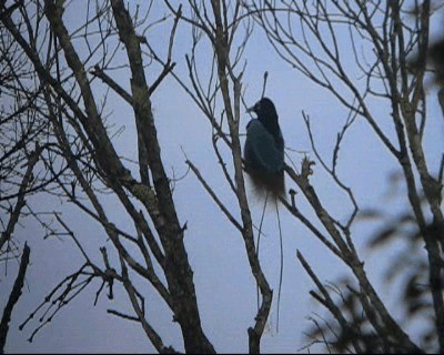 Blauparadiesvogel - ML201037511