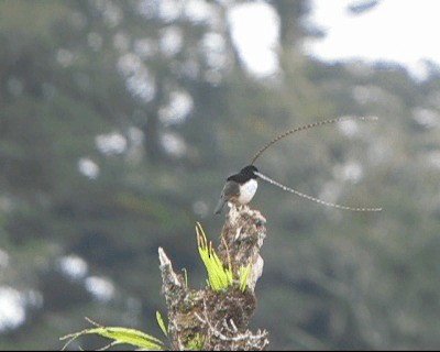 Wimpelträger-Paradiesvogel - ML201037531