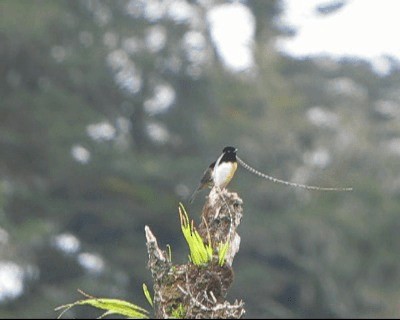 Wimpelträger-Paradiesvogel - ML201037541