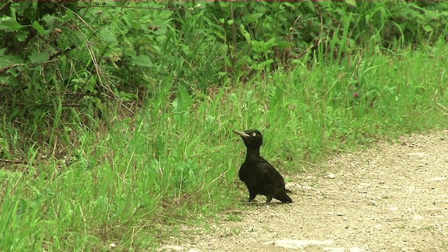 Black Woodpecker - ML201037591