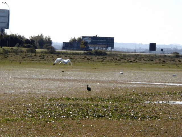 Coscoroba Swan - ML201037621