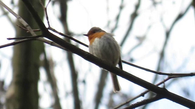 European Robin - ML201037821