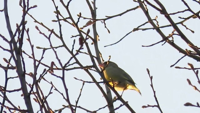 European Greenfinch - ML201037851