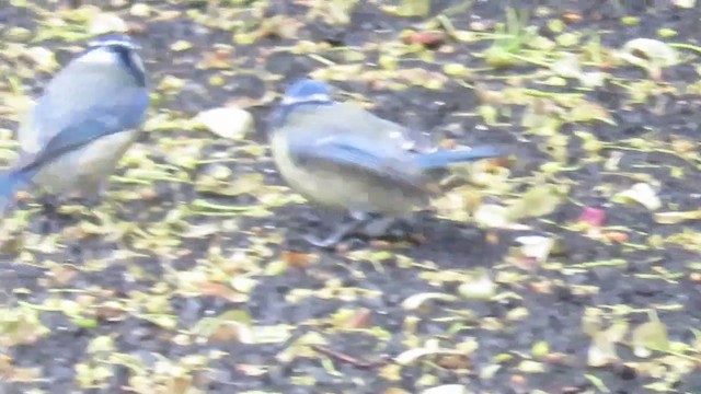 Eurasian Blue Tit - ML201038121