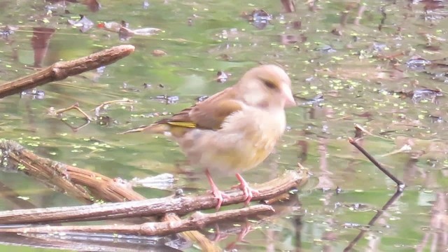 European Greenfinch - ML201038291