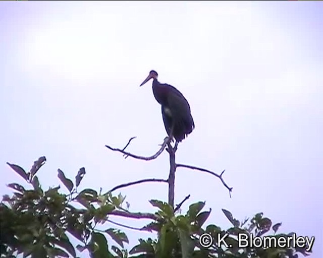 svartkronestork - ML201038341