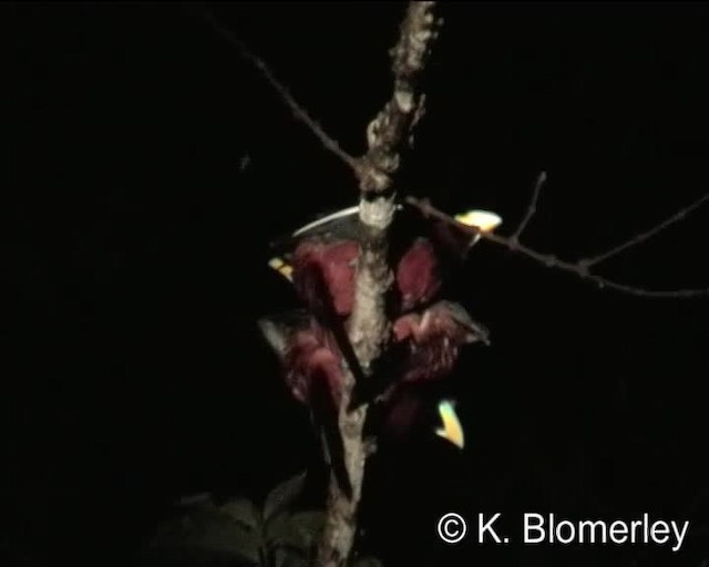 Black-and-red Broadbill (Black-and-red) - ML201038401