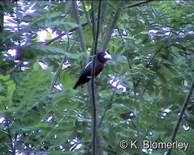 Black-and-red Broadbill (Black-and-red) - ML201038411