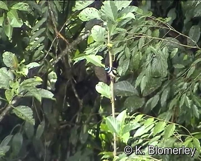 Black-and-yellow Broadbill - ML201038451