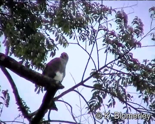 Lesser Fish-Eagle - ML201038461