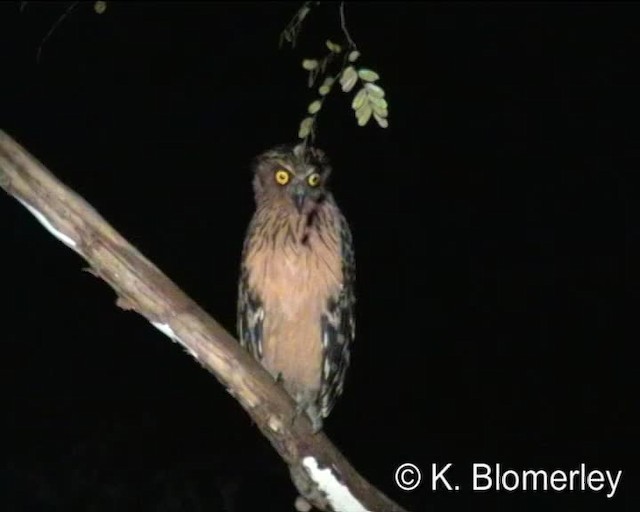 Buffy Fish-Owl - ML201038481