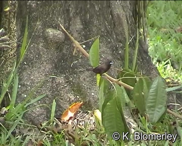 Borneobronzemännchen - ML201038501