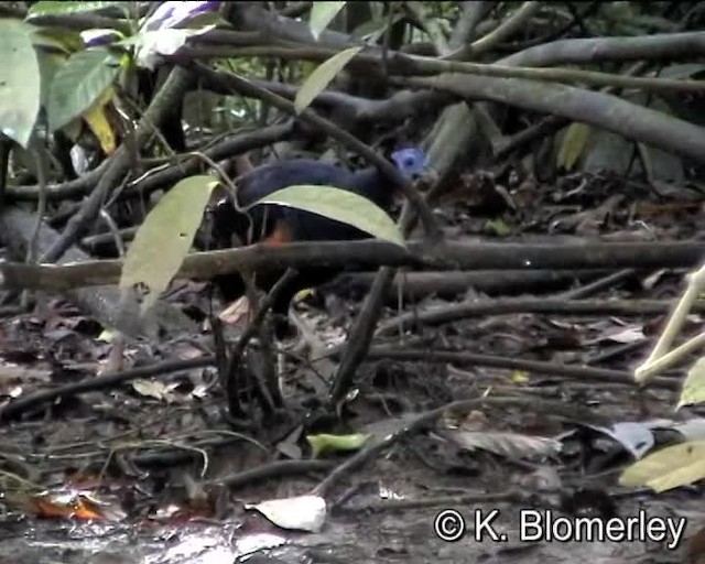 Borneo Mavi İbikli Sülünü - ML201038511